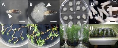 Marker-Assisted Selection for Pollen-Free Somatic Plants of Sugi (Japanese Cedar, Cryptomeria japonica): A Simple and Effective Methodology for Selecting Male-Sterile Mutants With ms1-1 and ms1-2